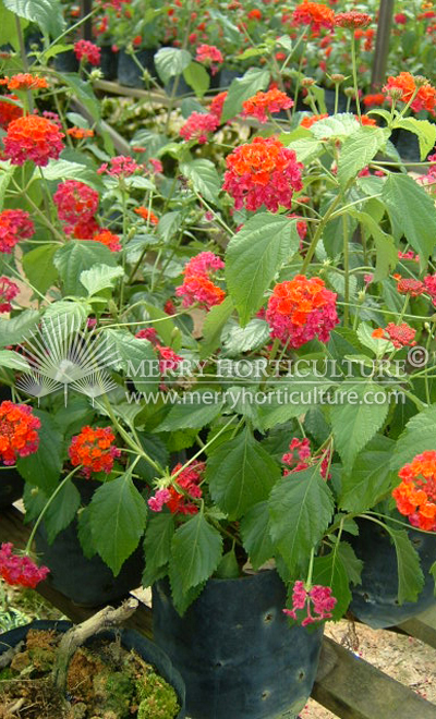 Lantana red 1